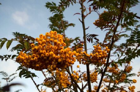 SORBUS 'Sunshine'