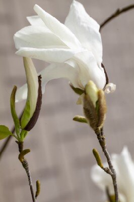 MAGNOLIA salicifolia 'Concolor'