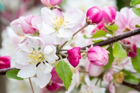 MALUS 'Halloween' - image 1