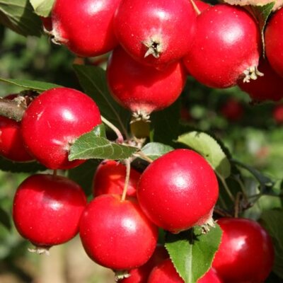MALUS 'Rosehip'