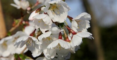 PRUNUS 'Royal Flame'