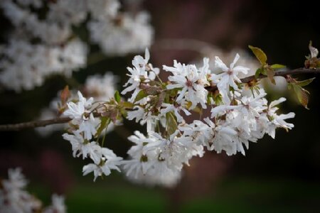 PRUNUS 'Starlight'