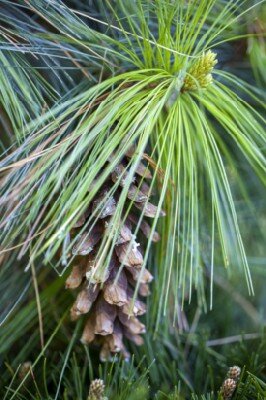 PINUS x schwerinii 'Wiethorst'
