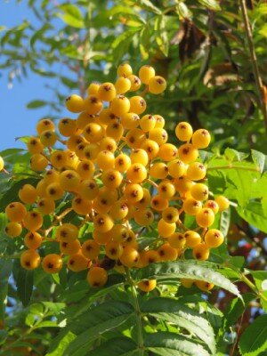 SORBUS 'Amber Light' - image 2