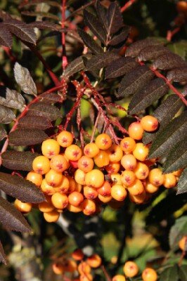 SORBUS 'Amber Light' - image 1