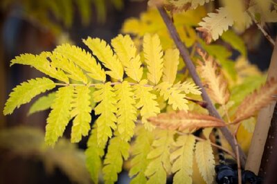 SORBUS aucuparia 'Beissneri'