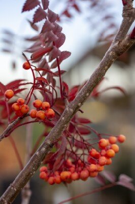 SORBUS 'Croft Coral' - image 2