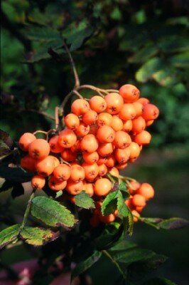 SORBUS 'Croft Coral' - image 1