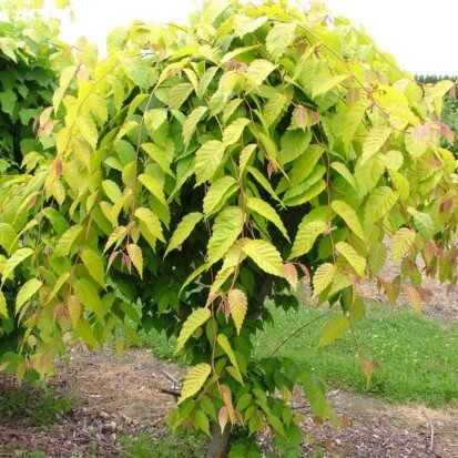 ZELKOVA serrata 'Kiwi Sunset'