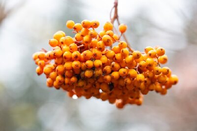 SORBUS 'Wisley Gold' - image 1