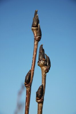 SORBUS commixta 'Ravensbill'