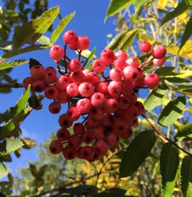SORBUS 'Pink Pearl'