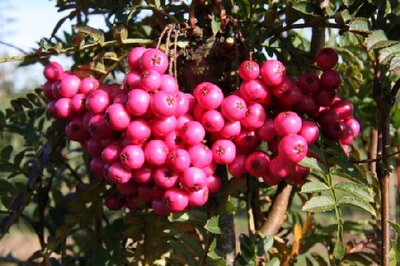 SORBUS 'Glendoick Spire' - image 1
