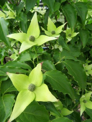 CORNUS kousa 'Milky Way'
