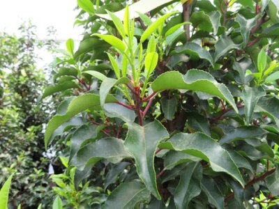 PRUNUS lusitanica 'Brenelia' - image 2