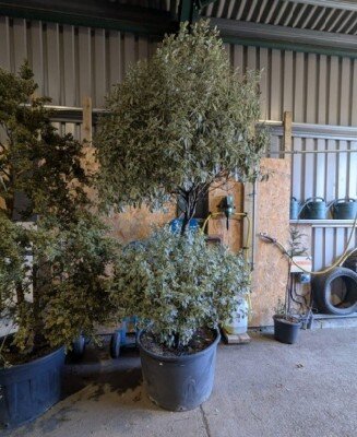 PITTOSPORUM tenuifolium 'Elizabeth' - image 1