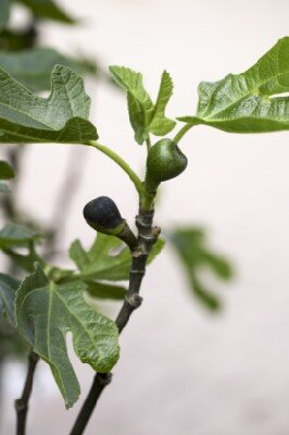 Ficus carica 'Brown Turkey' (FIG)