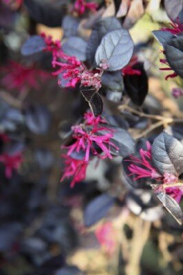LOROPETALUM chinense 'Black Pearl'