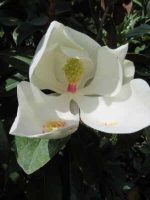 MAGNOLIA grandiflora 'Galissonniere'