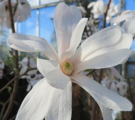MAGNOLIA stellata