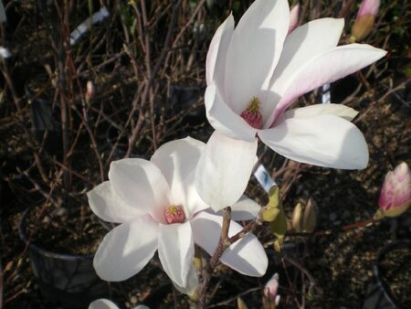 MAGNOLIA x soulangeana