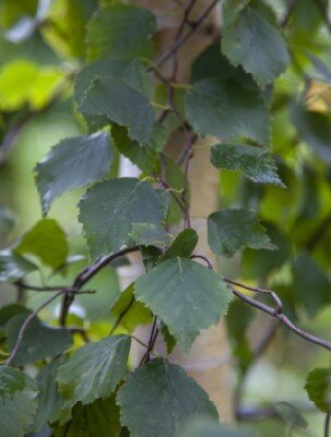 BETULA pendula 'Spider Alley'