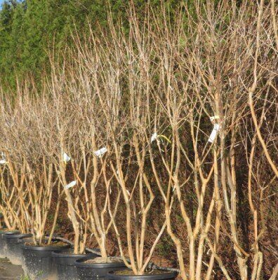 HEPTACODIUM miconioides - image 2