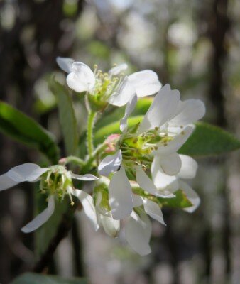 AMELANCHIER canadensis 'Rainbow Pillar'