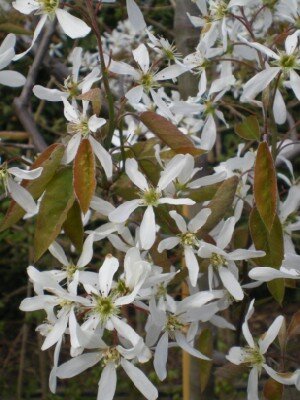 AMELANCHIER lamarckii