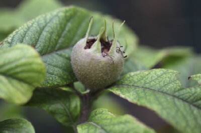Mespilus germanica 'Westerveld' (MEDLAR)