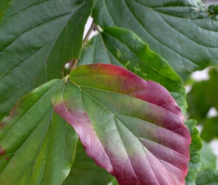 PARROTIA persica 'Vanessa'
