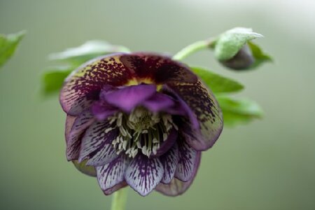 HELLEBORUS 'Double Green' - image 2