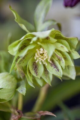 HELLEBORUS 'Double Green' - image 3