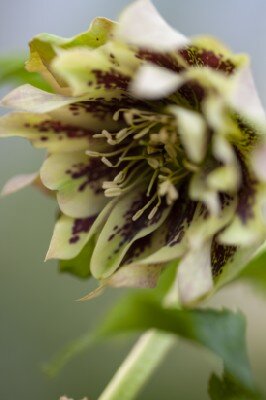 HELLEBORUS 'Lenten Beauty Mix' - image 1