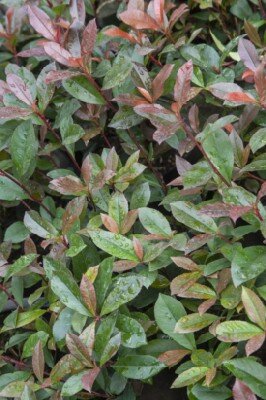 PHOTINIA x fraseri 'Carre Rouge'