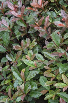 PHOTINIA x fraseri 'Carre Rouge'