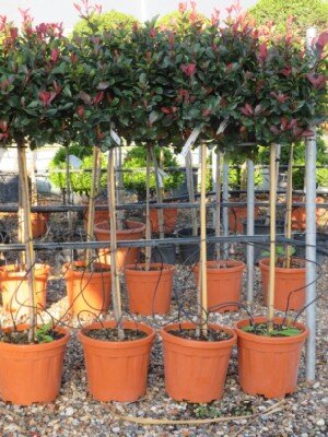 PHOTINIA x fraseri 'Nana'