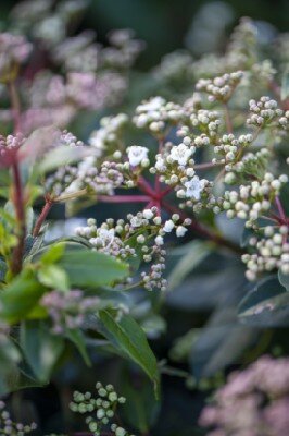 VIBURNUM tinus 'Eve Price'