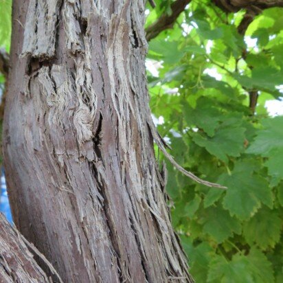 VITIS vinifera (GRAPE)