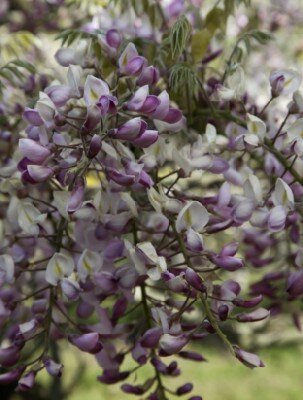 WISTERIA brachybotrys 'Showa-beni'