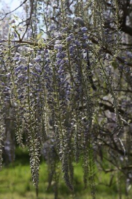 WISTERIA floribunda 'Lawrence'