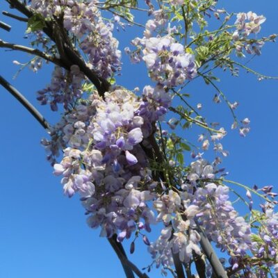 WISTERIA sinensis 'Prolific'