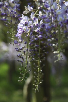 WISTERIA floribunda 'Domino'
