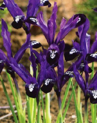 IRIS reticulata 'Pauline'