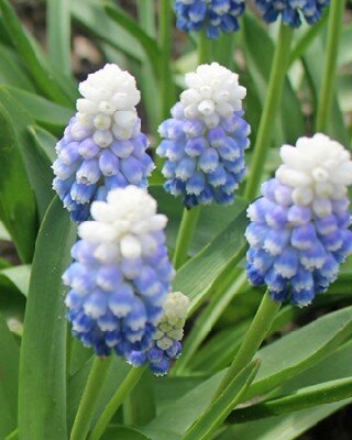 MUSCARI 'Mountain Lady'