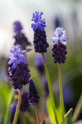 MUSCARI latifolium