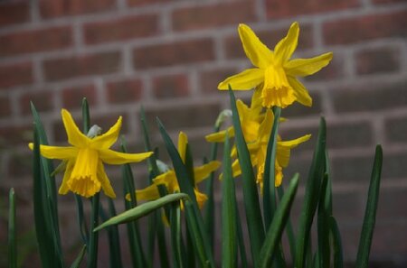 Narcissus 'February Gold'