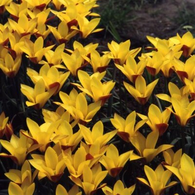 TULIPA clusiana 'Cynthia'