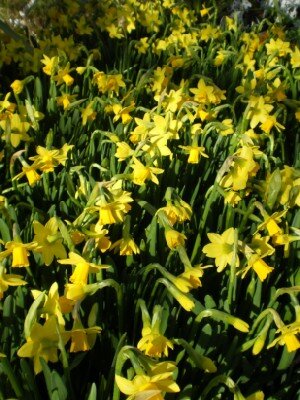 Narcissus 'Tete-a-Tete'