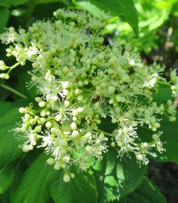 HYDRANGEA petiolaris